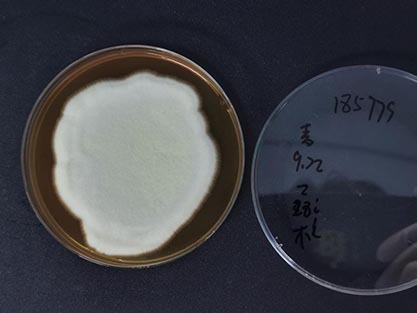 Penicillium aurantiogriseum-BNCC