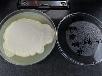 Penicillium chrysogenum-BNCC