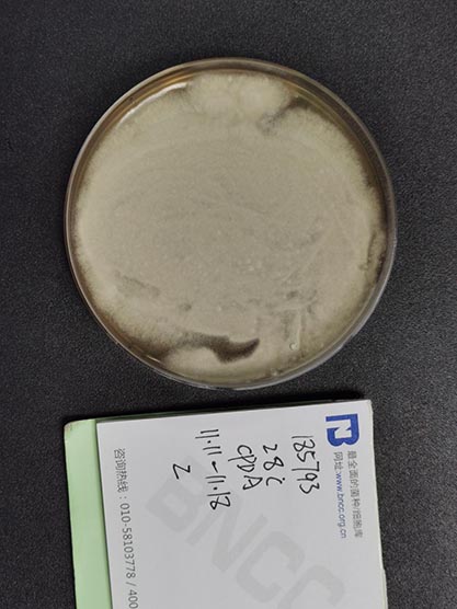 Penicillium roqueforti-BNCC
