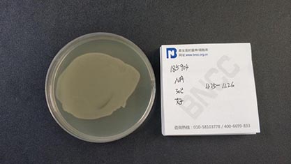 Escherichia coli-BNCC