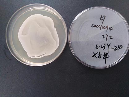 Staphylococcus epidermidis-BNCC