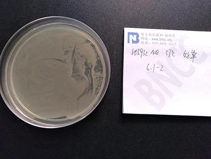 Salmonella enterica subsp.-BNCC