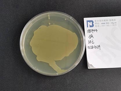 Corynebacterium glutamicum-BNCC