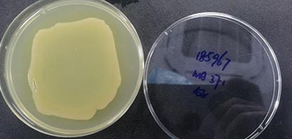 Pseudomonas aeruginosa-BNCC