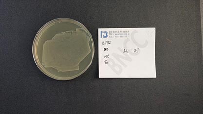 Listeria monocytogenes-BNCC