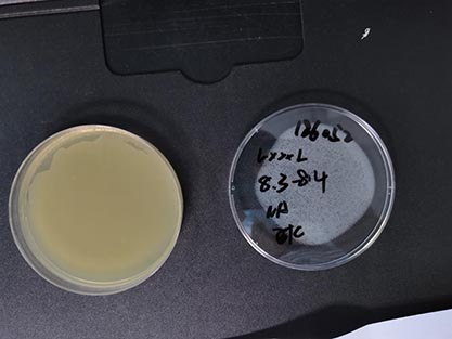 Escherichia coli-BNCC