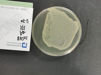 Escherichia coli-BNCC