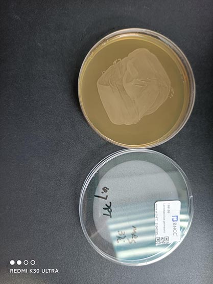 Lactobacillus johnsonii-BNCC