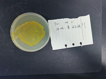 Staphylococcus aureus-BNCC
