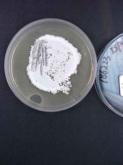 Streptomyces albulus-BNCC