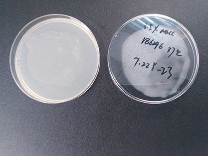 Vibrio parahaemolyticus-BNCC