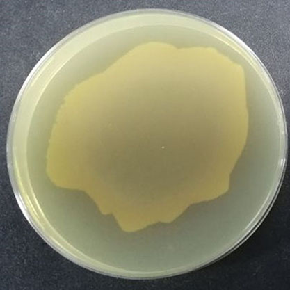 Enterococcus faecium-BNCC