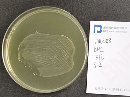 Streptococcus mutans-BNCC