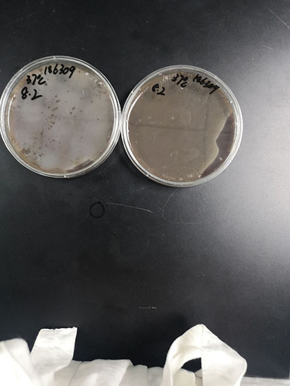 streptococcus equinus-BNCC