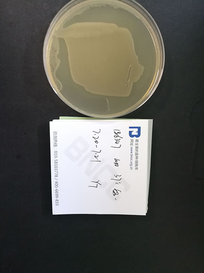 Escherichia coli-BNCC