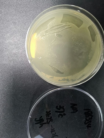 Salmonella cholerae-suis-BNCC