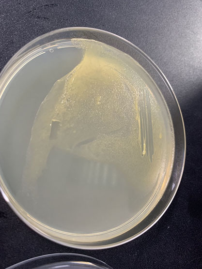 Sphingomonas formosensis-BNCC