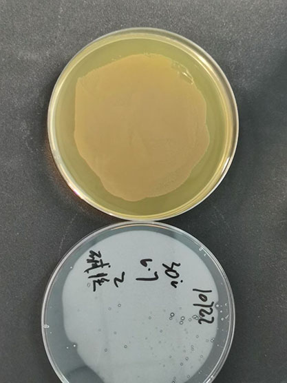 Bacillus pseudoharens-BNCC