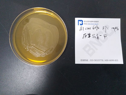 Lactobacillus acidophilus-BNCC