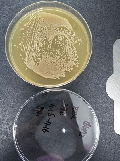 Bacillus altitudinis-BNCC