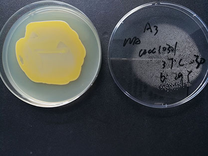 Staphylococcus aureus subspecies aureus-BNCC