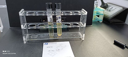 Escherichia coli-BNCC