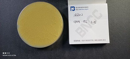 Aspergillus niger-BNCC
