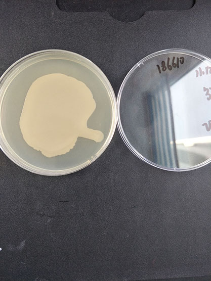 Lysinibacillus sphaericus-BNCC