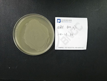 Listeria seeligeri-BNCC