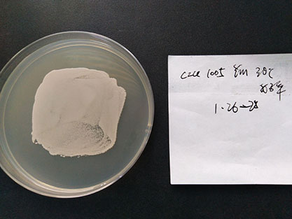 Saccharomyces cerevisiae-BNCC