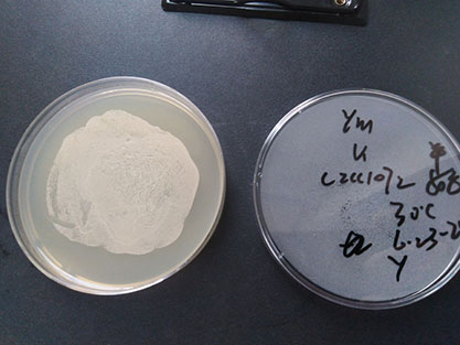 Saccharomyces cerevisiae-BNCC