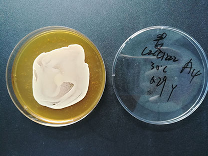 Saccharomyces cerevisiae-BNCC