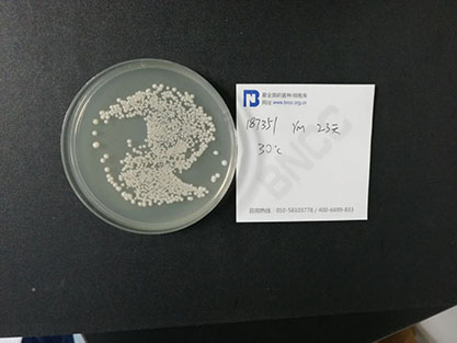 Saccharomyces cerevisiae-BNCC