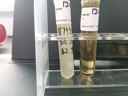 Clostridium pasteurianum-BNCC