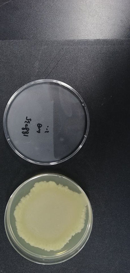 Bacillus cereus-BNCC