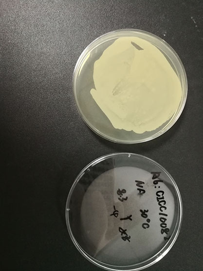 Bacillus subtilis subspecies-BNCC