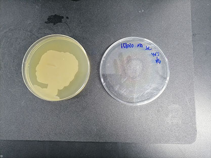 Bacillus subtilis-BNCC