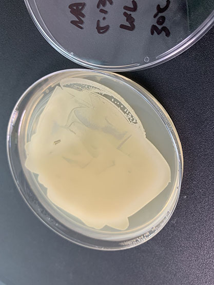 Staphylococcus aureus-BNCC