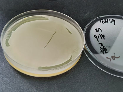 Bacillus subtilis-BNCC