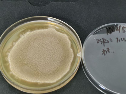 Streptomyces sp.-BNCC