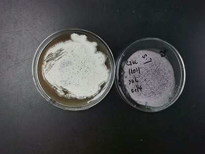 Streptomyces diastatochromogenes-BNCC