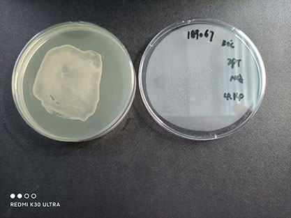 Bacillus licheniformis-BNCC