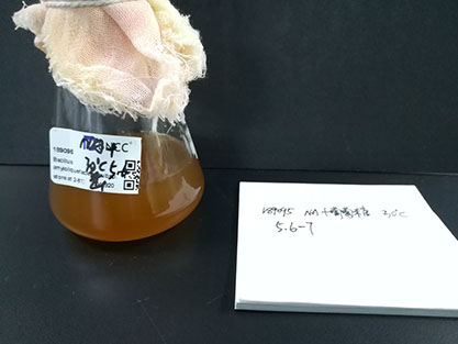 Bacillus amyloliquefaciens subsp. plantarum-BNCC