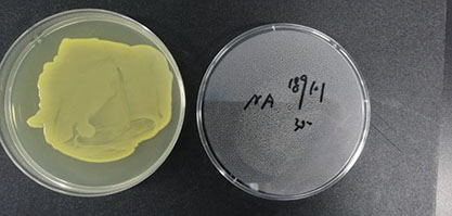 Corynebacterium pekinense-BNCC