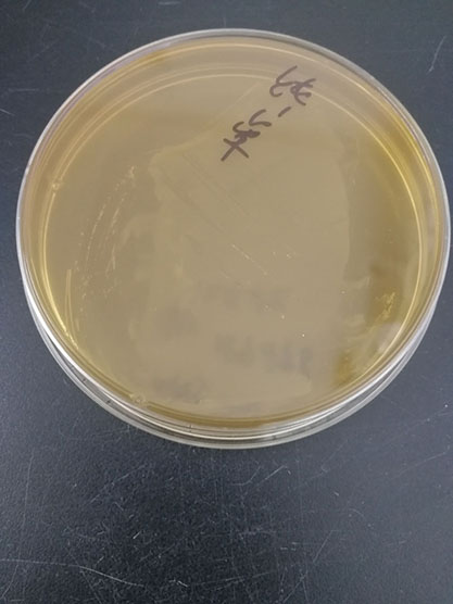 Enterococcus durans-BNCC