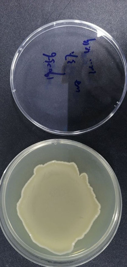 Bacillus amyloliquefaciens subsp. plantarum-BNCC