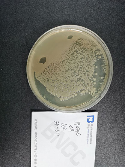 Anoxybacillus sp.-BNCC