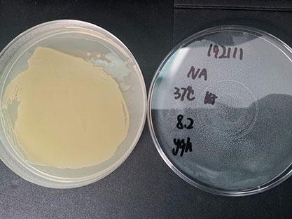 Enterobacter sakazakii-BNCC