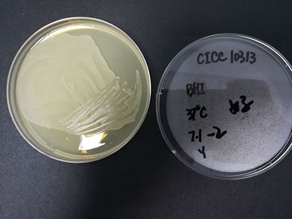 Leucobacter sp.-BNCC