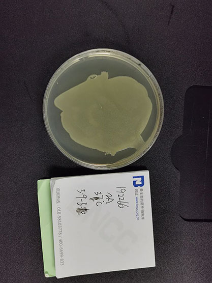 Salmonella enterica subsp. enterica serotype Jerusalem-BNCC